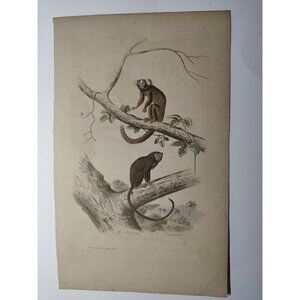 Antique Buffon Engraving Hand Colored 2 Monkeys 'Le Ouititi Le Tamarin' 10x7"